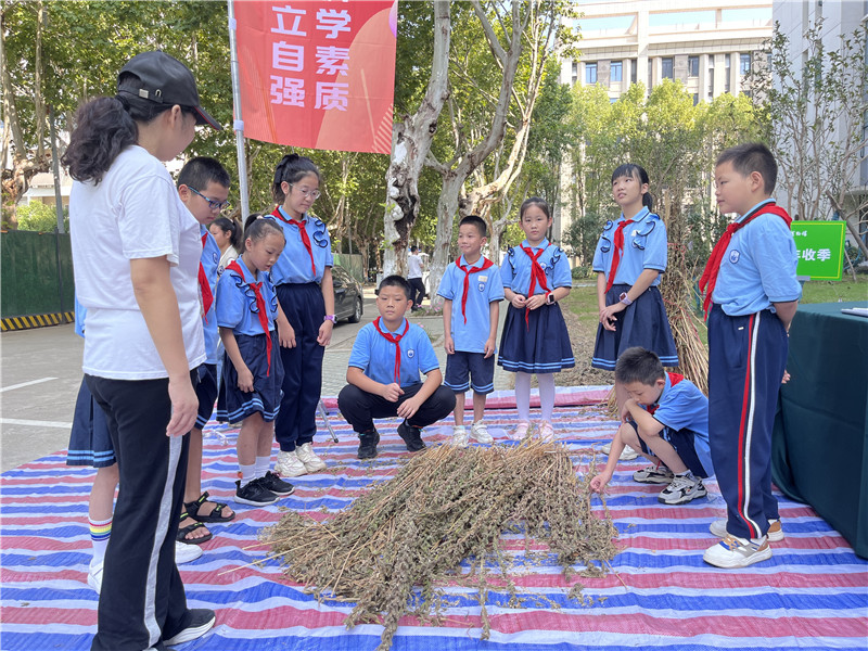 志愿者向小学生讲解油料作物的特点。武轻轩摄 志愿者向小学生讲解油料作物的特点。武轻轩摄